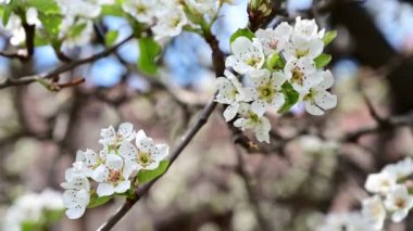 Güzel çiçekli kiraz ağacı dalları, yakın plan, bahar konsepti.  