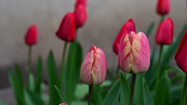 Gyönyörű Tulipánok Nőnek Kertben Tavaszi Napsütéses Napon — Stock videók