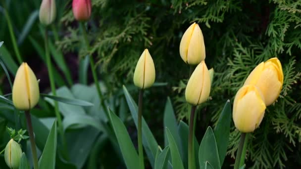 Belas Tulipas Crescendo Jardim Dia Ensolarado Primavera — Vídeo de Stock