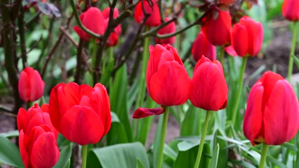 Bellissimi Tulipani Che Crescono Giardino Primavera Giornata Sole — Video Stock