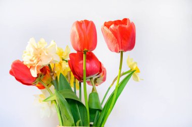 Işık arkaplanda güzel çiçekler, bahar konsepti, yakın manzara  