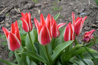 Baharın güneşli günlerinde bahçede büyüyen güzel laleler. 