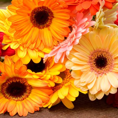 Tahta arka planda güzel Gerbera çiçekleri, bahar konsepti, yakın görüş  