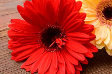 Tahta arka planda güzel Gerbera çiçekleri, bahar konsepti, yakın görüş  