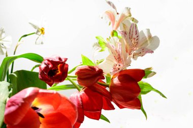 Işık arkaplanda güzel çiçekler, bahar konsepti, yakın manzara  