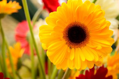 Açık arkaplanda güzel Gerbera çiçekleri, bahar konsepti, yakın görüş  