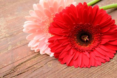 Tahta arka planda güzel Gerbera çiçekleri, bahar konsepti, yakın görüş  