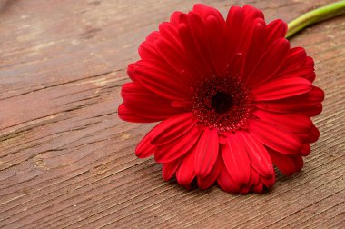 Tahta arka planda güzel gerbera çiçeği, bahar konsepti, yakın görüş  