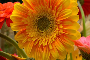 Açık arkaplanda güzel Gerbera çiçekleri, bahar konsepti, yakın görüş  