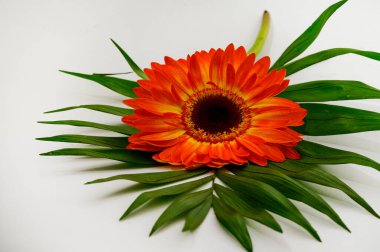 Aydınlık arka planda palmiye yaprağı olan güzel Gerbera çiçeği, bahar konsepti, yakın görüş  