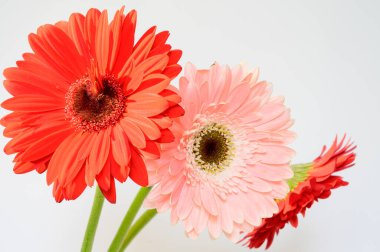 Aydınlık arka planda güzel Gerbera çiçekleri, bahar konsepti, yakın görüş  