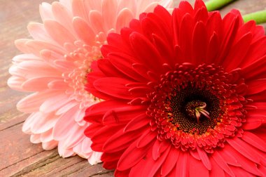 Tahta arka planda güzel Gerbera çiçekleri, bahar konsepti, yakın görüş  