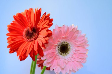 Aydınlık arka planda güzel Gerbera çiçekleri, bahar konsepti, yakın görüş  