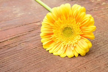 Tahta arka planda güzel gerbera çiçeği, bahar konsepti, yakın görüş  