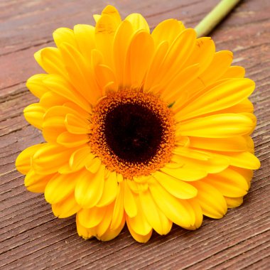 Tahta arka planda güzel gerbera çiçeği, bahar konsepti, yakın görüş  