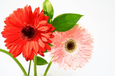 Aydınlık arka planda güzel Gerbera çiçekleri, bahar konsepti, yakın görüş  