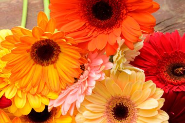 Tahta arka planda güzel Gerbera çiçekleri, bahar konsepti, yakın görüş  