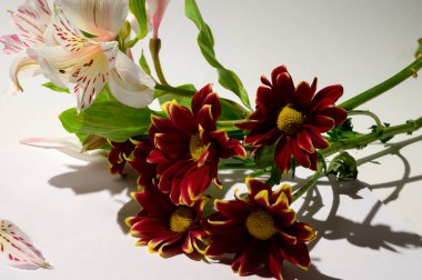 Işık arkaplanda güzel çiçekler, bahar konsepti, yakın manzara  