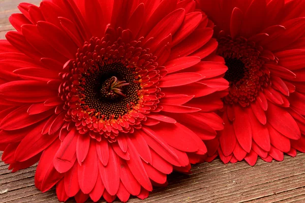 Bellissimi Fiori Gerbera Sfondo Legno Concetto Primaverile Vista Vicino — Foto Stock