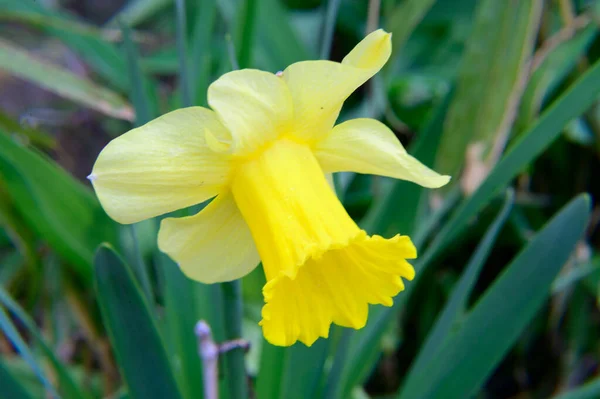 Mooie Narcis Groeien Tuin Het Voorjaar Zonnige Dag — Stockfoto