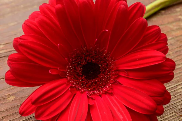 Schöne Gerbera Blume Auf Hölzernem Hintergrund Frühlingskonzept Nahsicht — Stockfoto