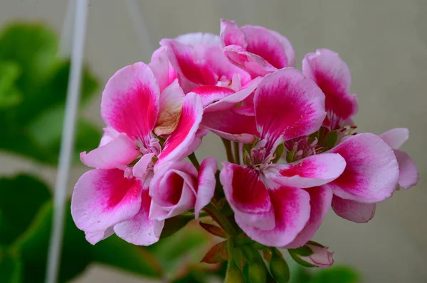 Hermosas Flores Caseras Sobre Fondo Borroso Concepto Primavera Vista Cercana — Foto de Stock