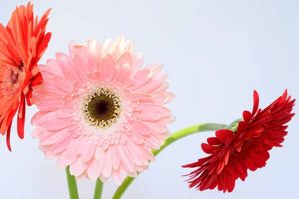 Bellissimi Fiori Gerbera Sfondo Chiaro Concetto Primavera Vista Vicino — Foto Stock