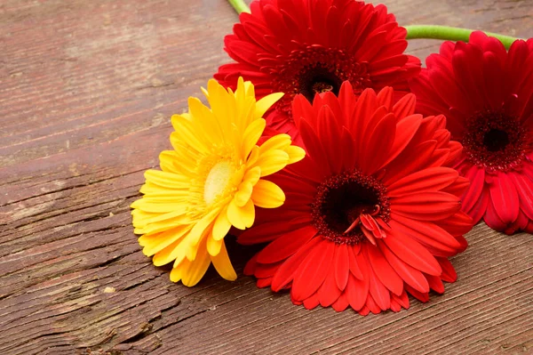 Krásné Gerber Květiny Dřevěném Pozadí Jarní Koncept Zblízka — Stock fotografie