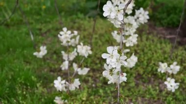 Güzel çiçekli kiraz ağacı dalları, yakın plan, bahar konsepti.  