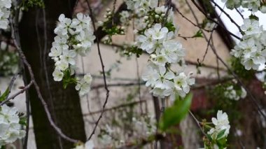 Güzel çiçekli kiraz ağacı dalları, yakın plan, bahar konsepti.  