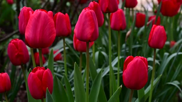 Bellissimi Tulipani Che Crescono Giardino Primavera Giornata Sole — Video Stock