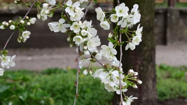 Kersenboom Takken Met Prachtige Bloemen Close Lente Concept — Stockvideo