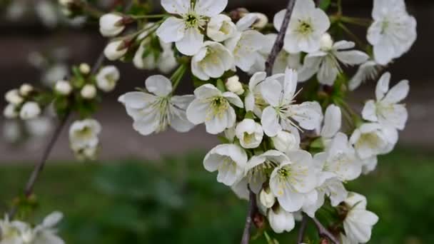 Körsbärsträd Grenar Med Vackra Blommor Närbild Vår Koncept — Stockvideo