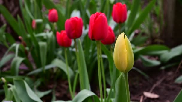 Schöne Tulpen Wachsen Garten Sonnigen Frühlingstag — Stockvideo