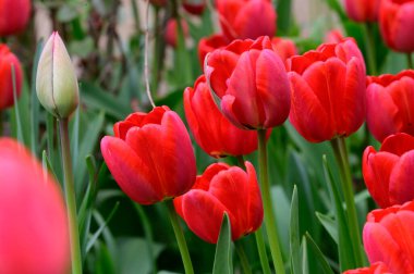 Baharın güneşli günlerinde bahçede büyüyen güzel laleler. 