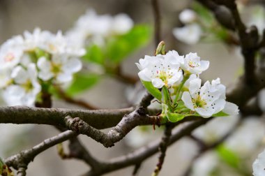 Güzel çiçekli kiraz ağacı dalları, yakın plan, bahar konsepti.  