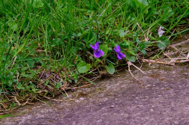 Baharın güneşli günlerinde bahçede büyüyen güzel çiçekler. 