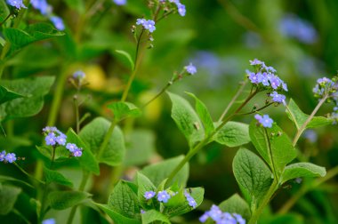 Baharın güneşli günlerinde bahçede büyüyen güzel çiçekler. 
