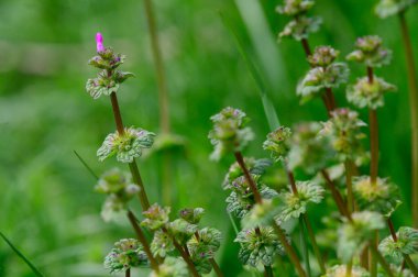 Baharın güneşli günlerinde bahçede büyüyen güzel çiçekler. 