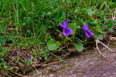 Baharın güneşli günlerinde bahçede büyüyen güzel çiçekler. 