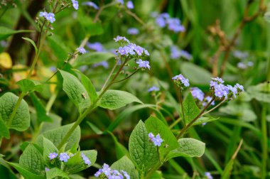 Baharın güneşli günlerinde bahçede büyüyen güzel çiçekler. 
