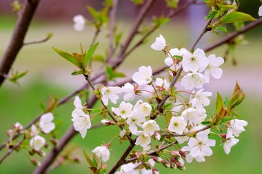 Güzel çiçekli kiraz ağacı dalları, yakın plan, bahar konsepti.  