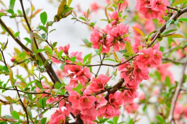 Güzel çiçekli kiraz ağacı dalları, yakın plan, bahar konsepti.  