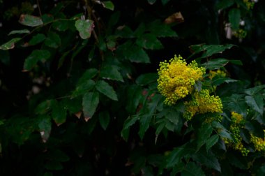 Güzel sarı çiçekli ağaç dalları, yakın plan, bahar konsepti.  