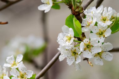Güzel çiçekli kiraz ağacı dalları, yakın plan, bahar konsepti.  