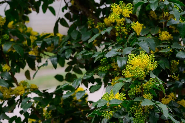 Ramos Árvore Com Belas Flores Amarelas Close Conceito Primavera — Fotografia de Stock