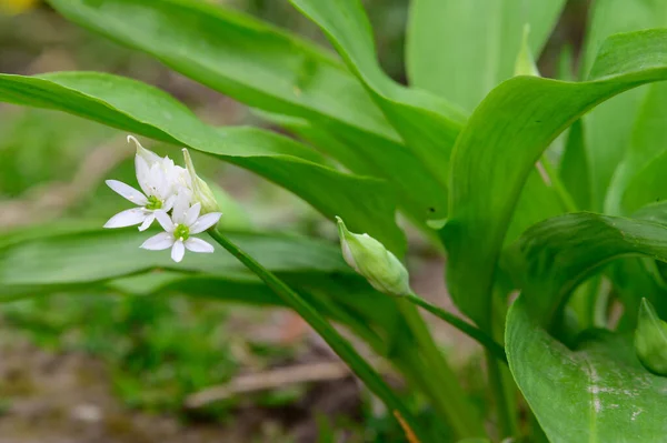 Belles Fleurs Poussant Dans Jardin Printemps Jour Ensoleillé — Photo