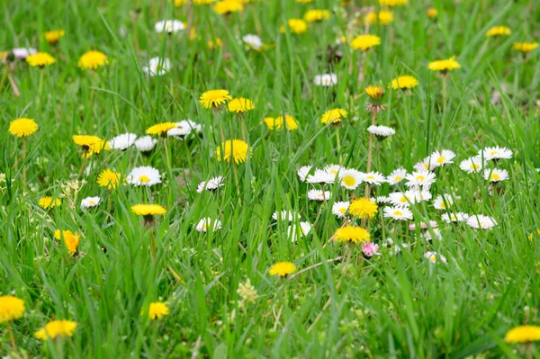 Belles Fleurs Poussant Dans Jardin Printemps Jour Ensoleillé — Photo