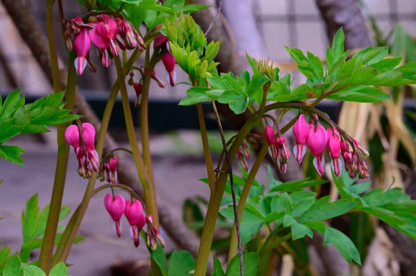 春の晴れた日に庭で育つ美しいディセンターの花 — ストック写真