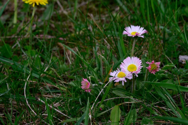 Baharın Güneşli Günlerinde Bahçede Büyüyen Güzel Çiçekler — Stok fotoğraf